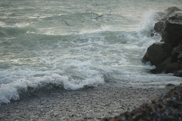 Beautiful Stormy Sea Seagulls — Stock Photo, Image