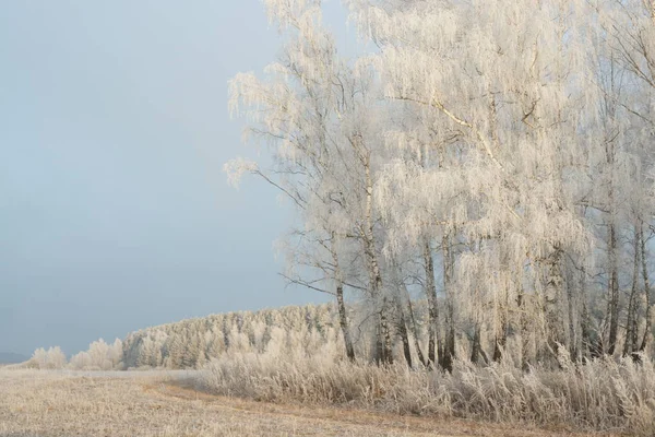 Neve Floresta Paisagem Inverno — Fotografia de Stock