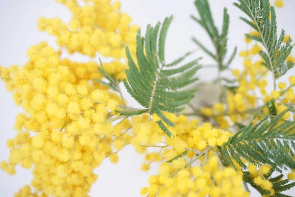 Güzel Mimoza Çiçekleri Buketi — Stok fotoğraf
