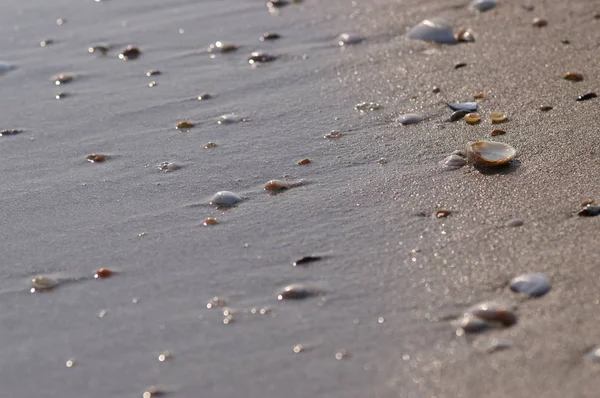 Seashells Pláži — Stock fotografie