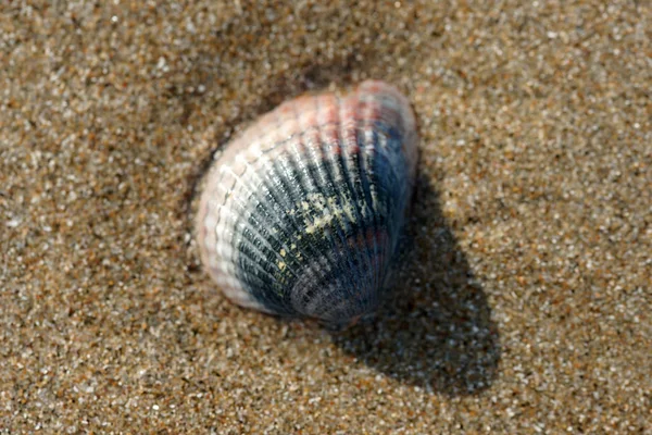 Muszla Piasku Plaży Zbliżenie — Zdjęcie stockowe