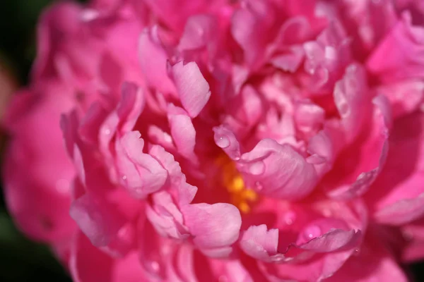 Schöne Frische Rosa Pfingstrosen — Stockfoto