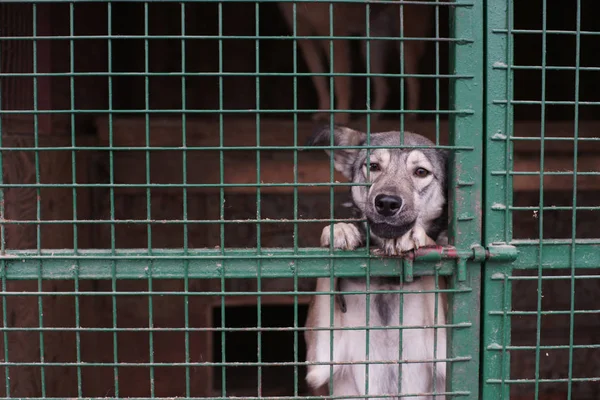 檻の中の可愛いホームレスの犬 — ストック写真