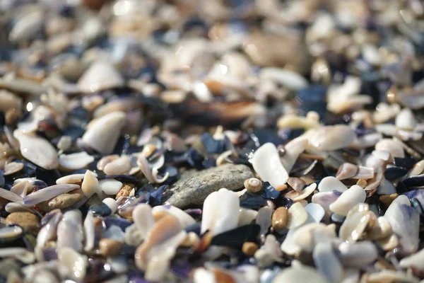 Seashells Plaży Widok Bliska — Zdjęcie stockowe
