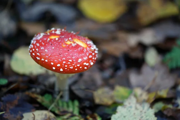 Champignon Dans Forêt Automne — Photo