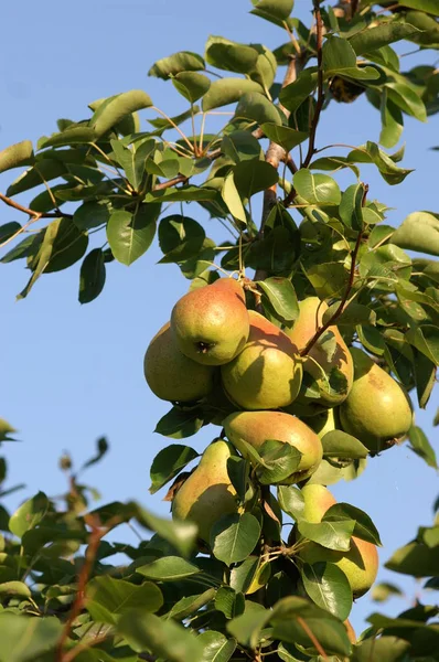 Frutos Pêra Amarela Árvore — Fotografia de Stock