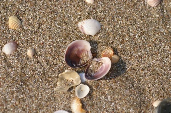 Sahilde Deniz Kabukları — Stok fotoğraf