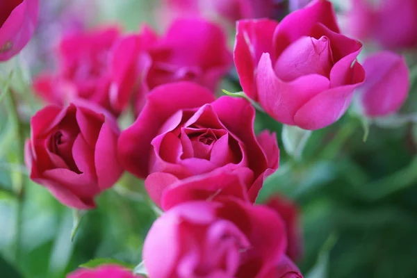 Close View Blooming Pink Roses Bouquet — Stock Photo, Image