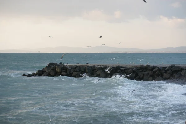 Fale Wybrzeżu Morza Molo Ptaków — Zdjęcie stockowe
