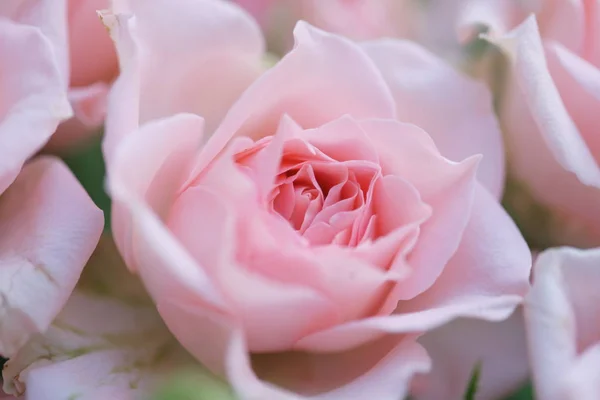 Rosarote Rosen Garten — Stockfoto