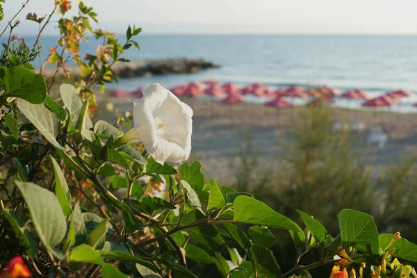 Blooming White Flower Mediterranean Sea Background — Stock Photo, Image