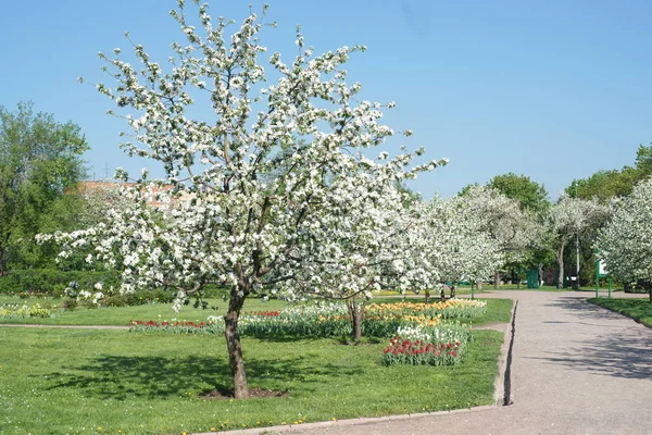 Piękne Kwitnące Wiśnie Wiosną — Zdjęcie stockowe