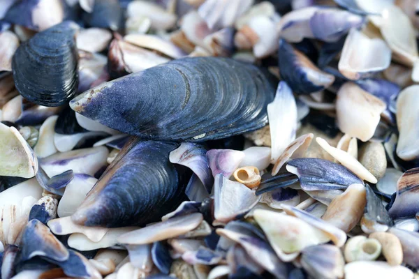 seashells on the beach, close up view