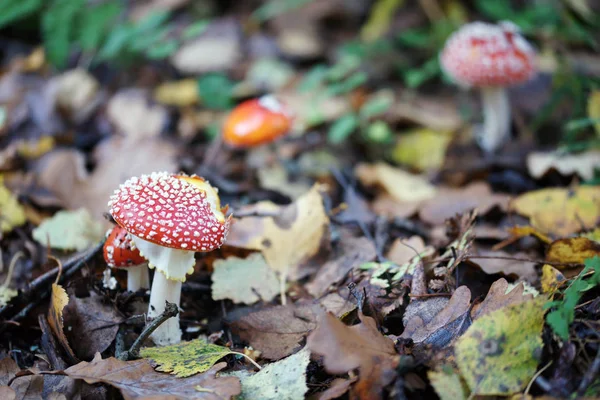 Champignons Dans Forêt Automne — Photo