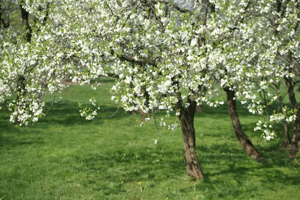 Mooie Bloeiende Bloemen Boom Het Voorjaar — Stockfoto