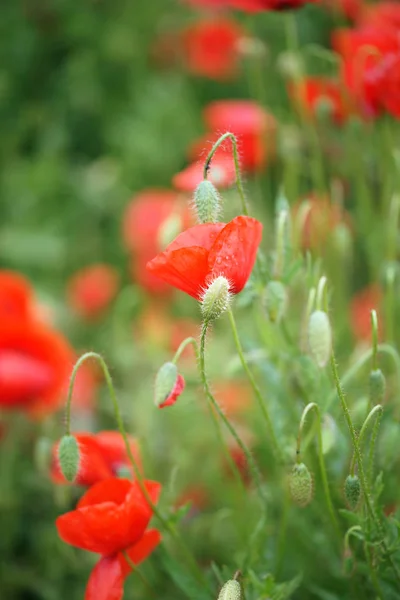 Kwitnący Maki Polu — Zdjęcie stockowe