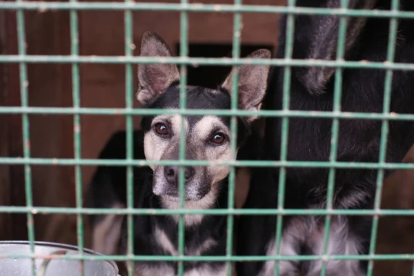 Cute Homeless Dog Cage — Stock Photo, Image