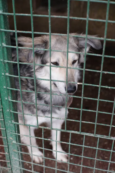 Cute Homeless Dog Cage — Stock Photo, Image