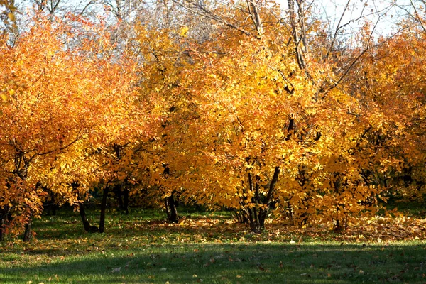 Höst Landskap Ung Skog — Stockfoto