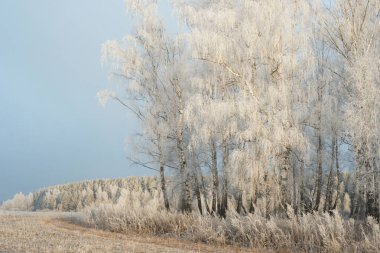 Ormanda kar var. Kış manzarası