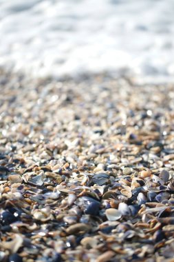 sahilde deniz kabukları, yakın görünümü
