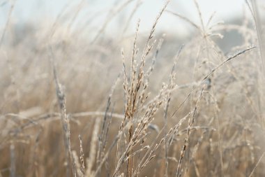 donmuş çimenler, yakın görünüm