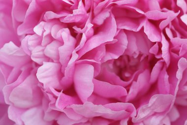 Bahçede taze pembe şakayıklar