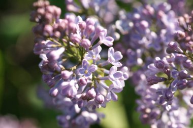 Bahar bahçesinde leylak çiçekli dallar