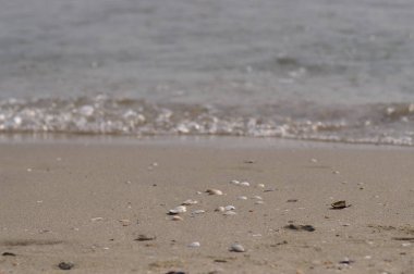 Sahilde deniz kabukları