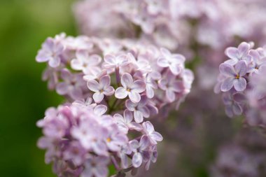 Bahar bahçesinde leylak çiçekli dallar