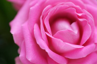 parlak pembe gül buketi