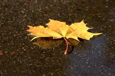 Sonbahar akçaağaç yaprağı ıslak asfalt üzerinde