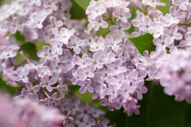 Bahar bahçesinde leylak çiçekli dallar
