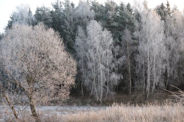 Güzel karlı kış manzarası
