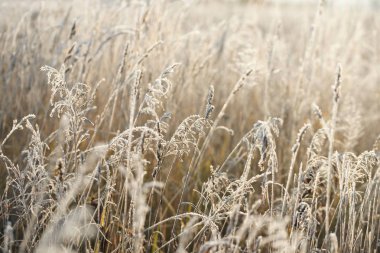 donmuş çimenler, yakın görünüm