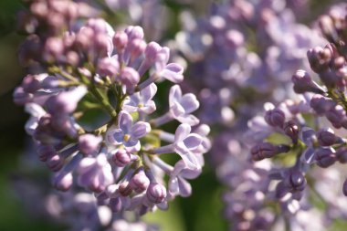 Bahar bahçesinde leylak çiçekli dallar