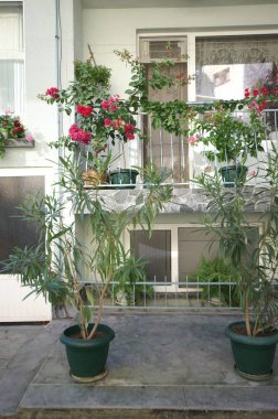 Bahçedeki güzel çiçekler.