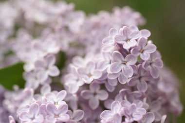 Bahar bahçesinde leylak çiçekli dallar