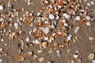Sahilde deniz kabukları