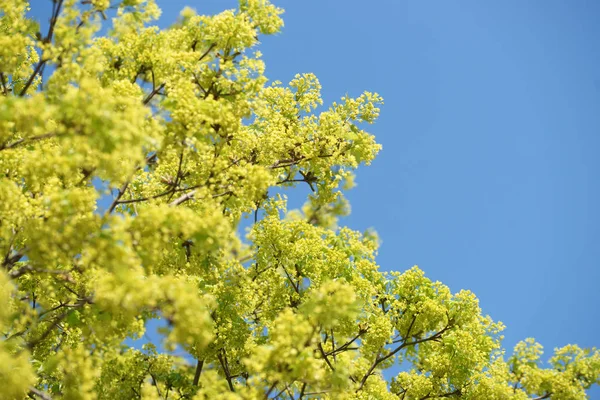 Green Lush Spruce Branches Wood Background — Stok fotoğraf