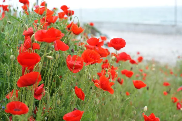 Blooming Poppies Field — Stock Photo, Image