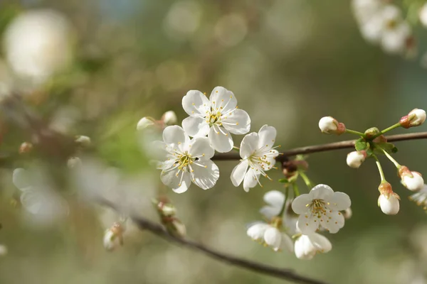 Beaux Cerisiers Fleurs Printemps — Photo