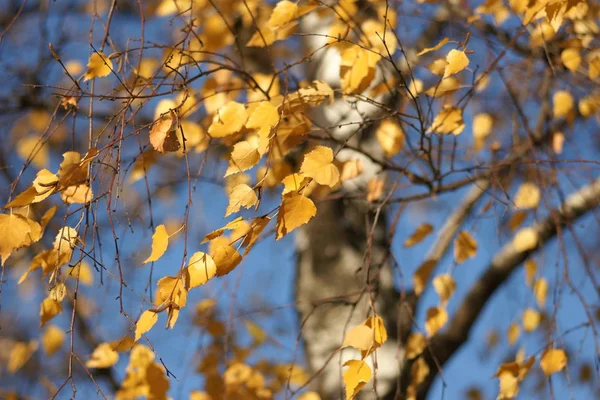 蓝天背景上的秋天树叶 — 图库照片