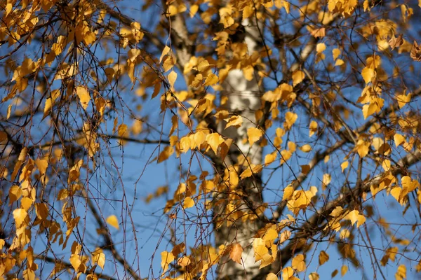 蓝天背景上的秋天树叶 — 图库照片