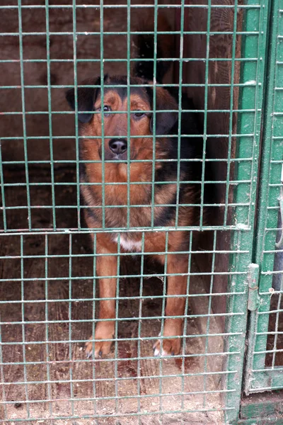 Cute Homeless Dog Cage — Stock Photo, Image