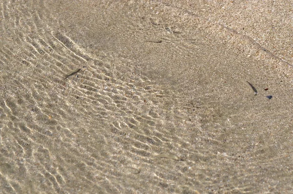 Sand Clear Water Small Fishes — Stock Photo, Image