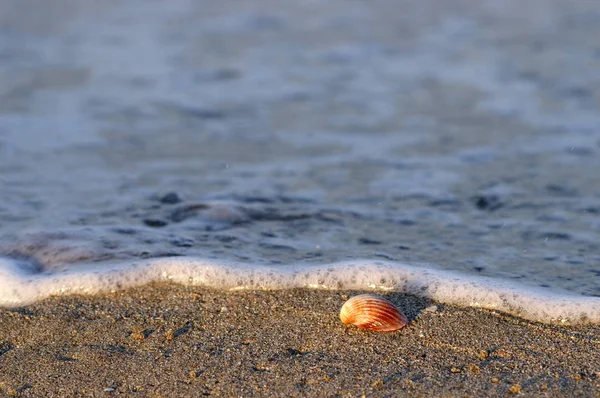 Seashell Pantai — Stok Foto