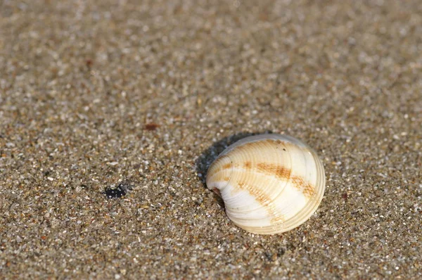 Kagyló Strandon — Stock Fotó