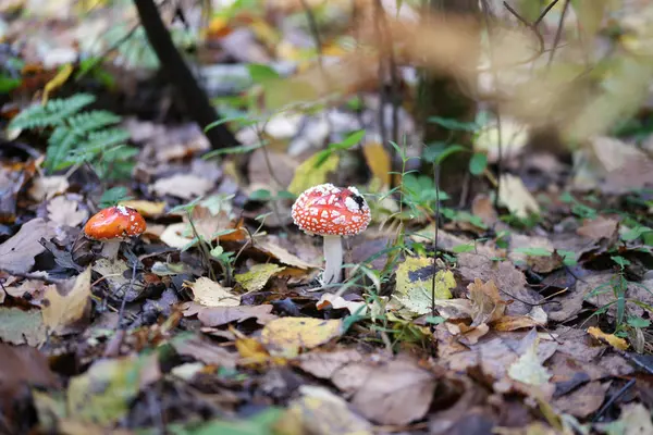 Champignons Dans Forêt Automne — Photo