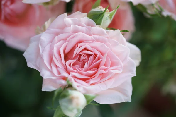 Roze Rozen Tuin — Stockfoto